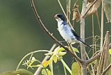 White-bellied Seedeater